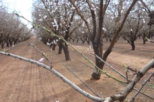 A conventional monoculture almond plantation in Australia.