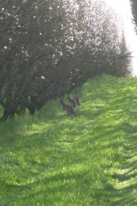 A biodynamic almond orchard with complete coverage of living ground cover across the orchard floor...and kangaroos.