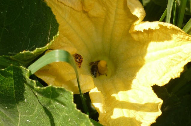 A pollinator and a pest controller give a future pumpkin a helping hand.