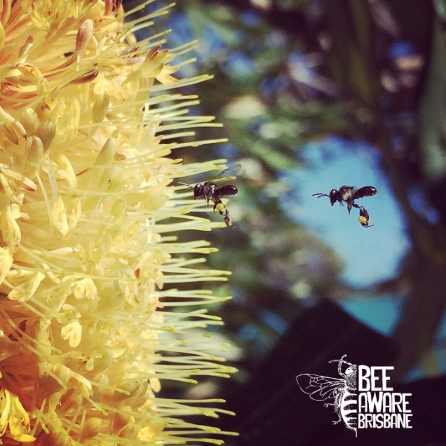 Stingless bees visiting banksia flower. (Photo: Tobias Smith)