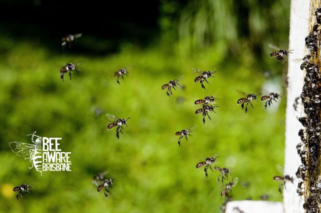 Stingless bees returning to their 'hive'. (Photo: Tobias Smith)