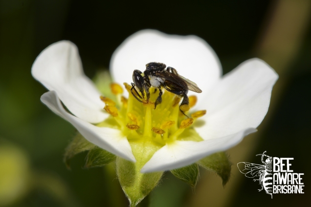 Stingless bee (Tetragonula carbonaria) pollinating a strawberry flower. (Photo: Tobias Smith)